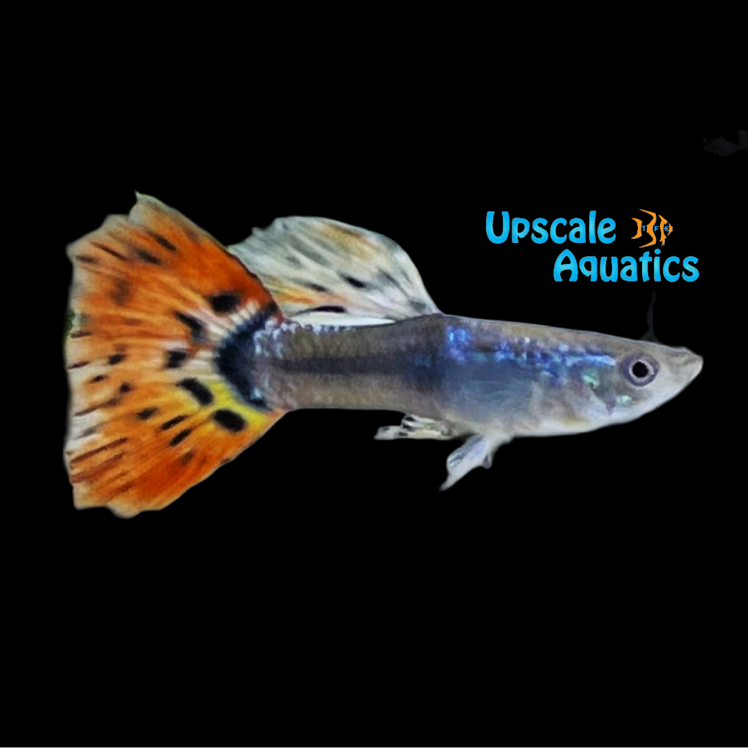 Jade Head Guppy (Poecilia reticulata)