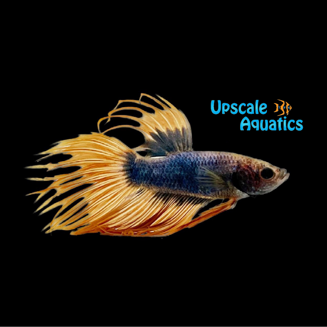 Green Mustard Gas Crowntail Betta - Male (Betta splendens)