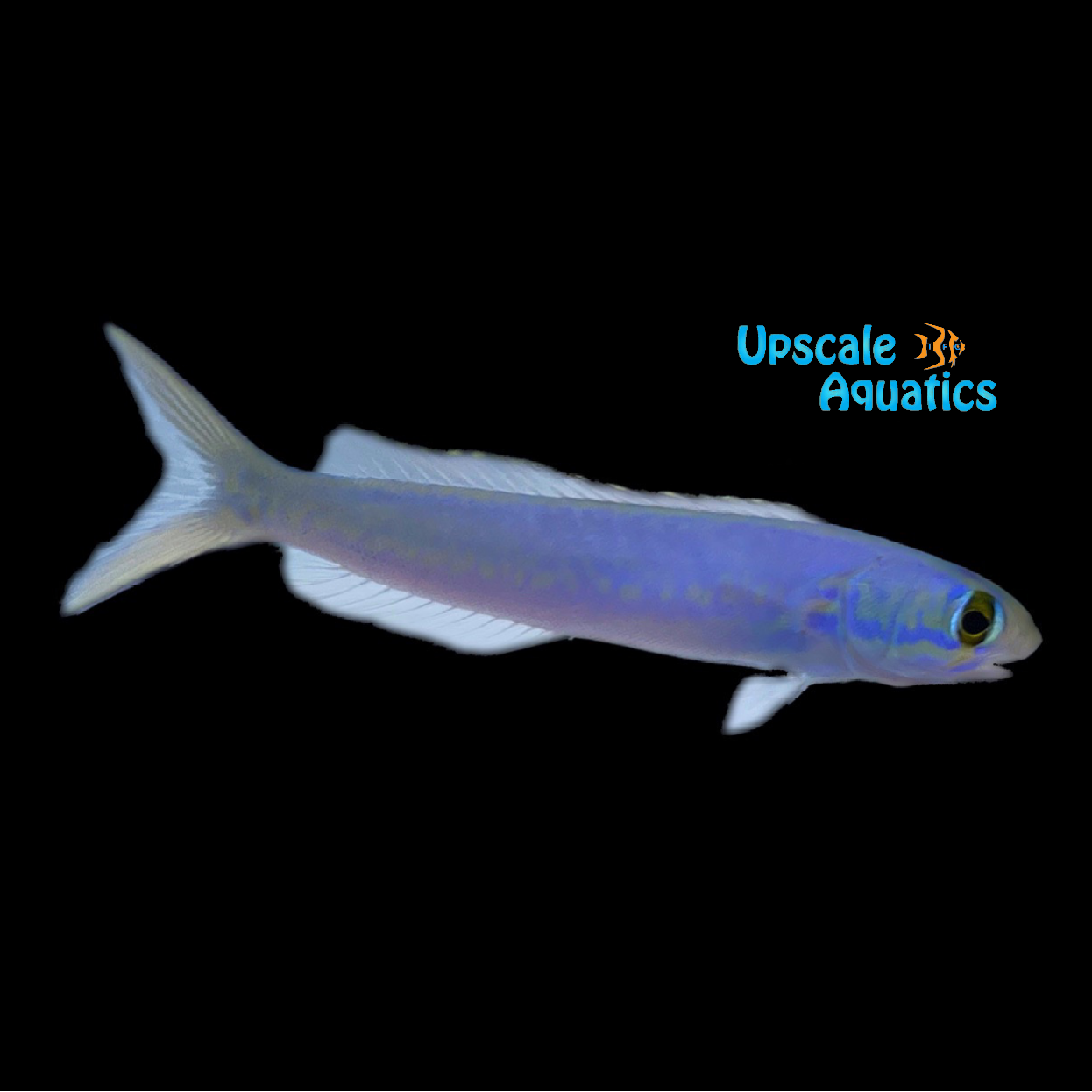 Flashing Tilefish (Hoplolatilus chlupatyi) Upscale Aquatics