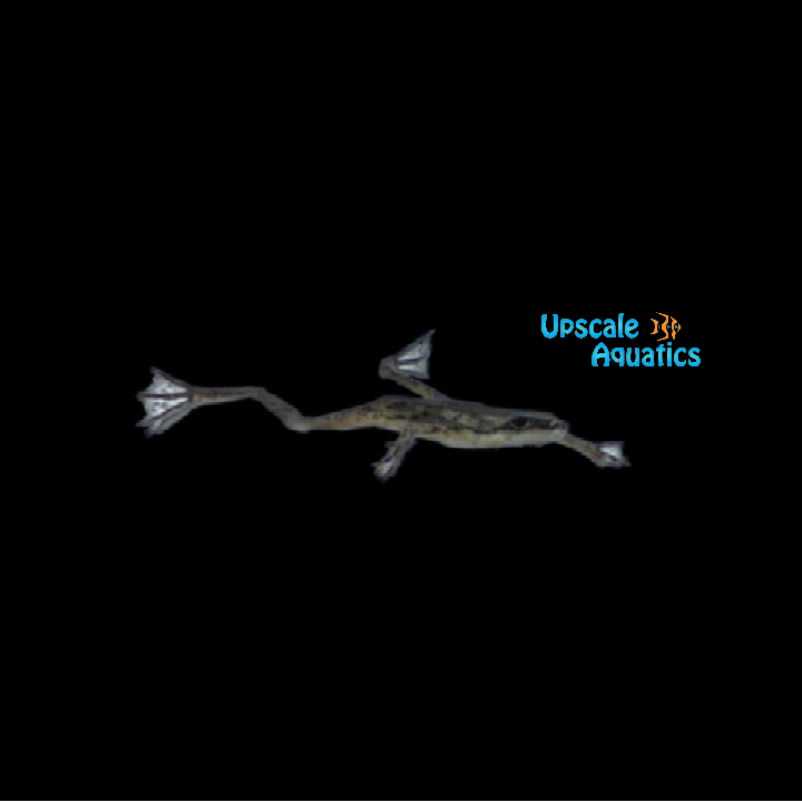 African Dwarf Frog (Hymenochirus curtipes)