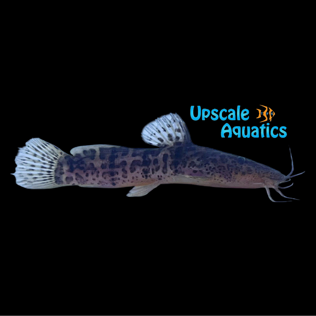 Spotted Giraffe Catfish (Parauchenoglanis punctatus)