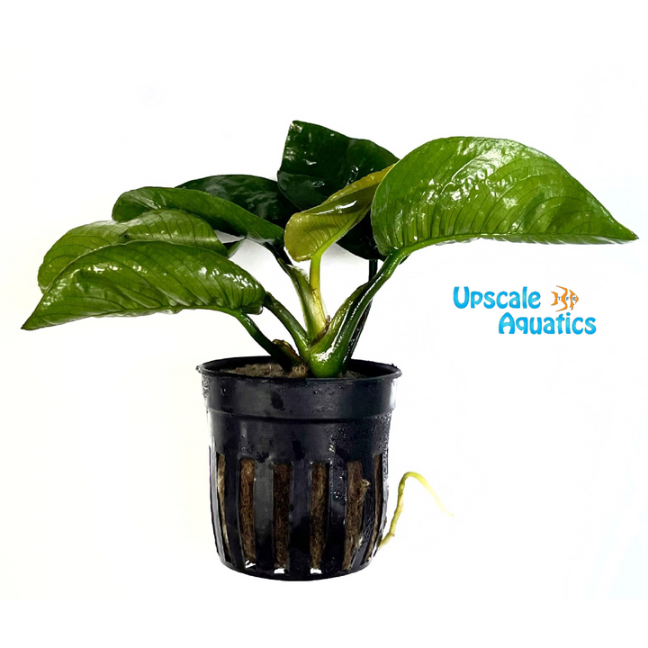 Butterfly Anubias (Anubias barteri butterfly)