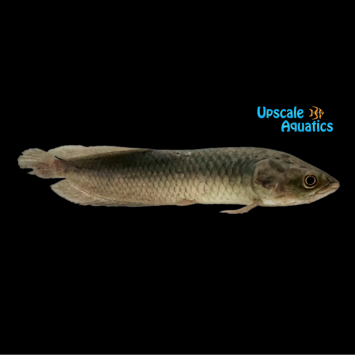African Arowana (Heterotis niloticus)