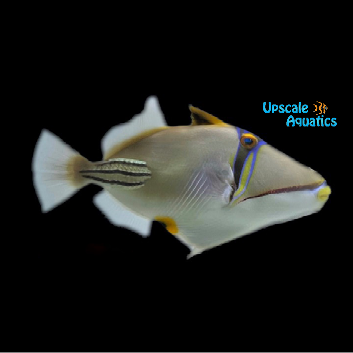 Assasi Trigger (Rhinecanthus assasi)