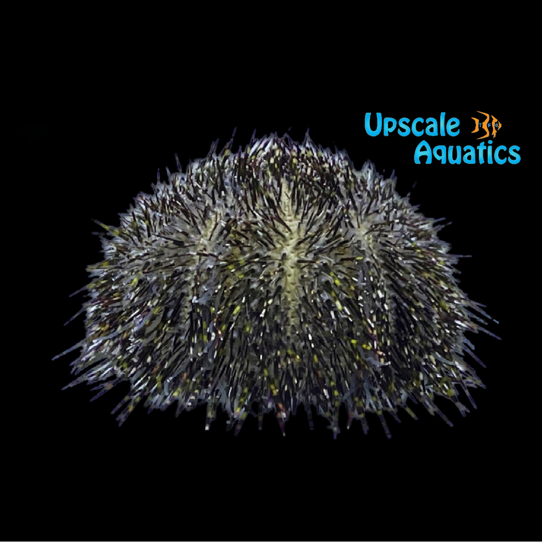 Green Sea Urchin (Salmacis sphaeroides)