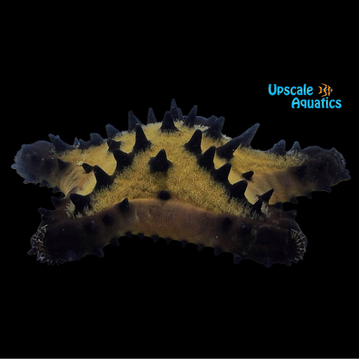 Black Chip Starfish (Nidorellia armata)
