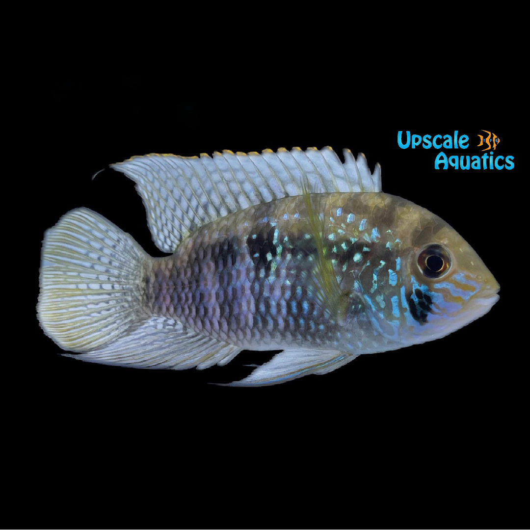 Blue Acara (Andinoacara pulcher)