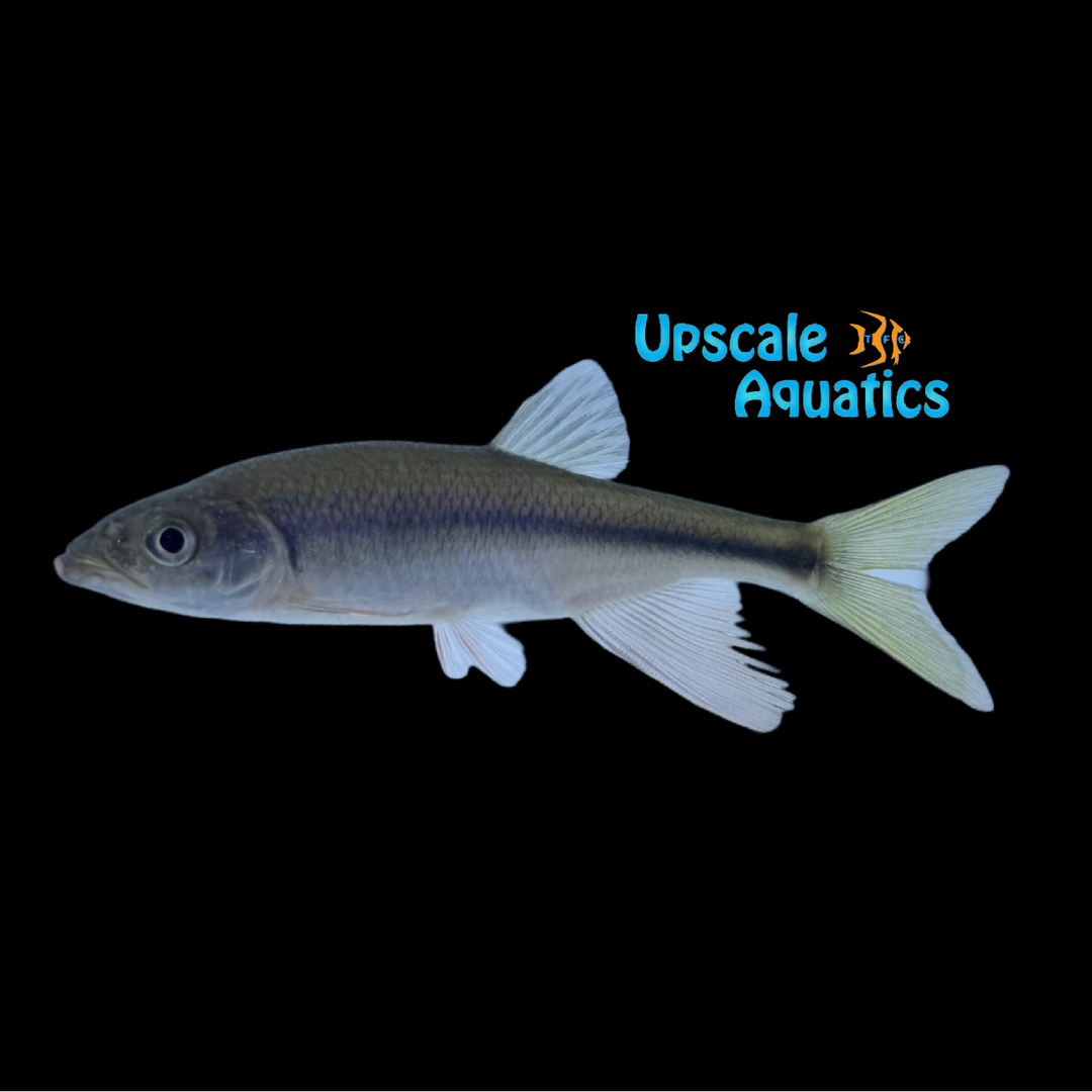 Predaceous Chub (Parazacco spilurus)