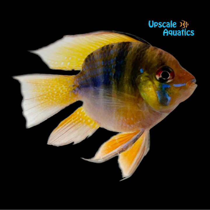 Balloon German Blue Ram (Mikrogeophagus ramirezi)