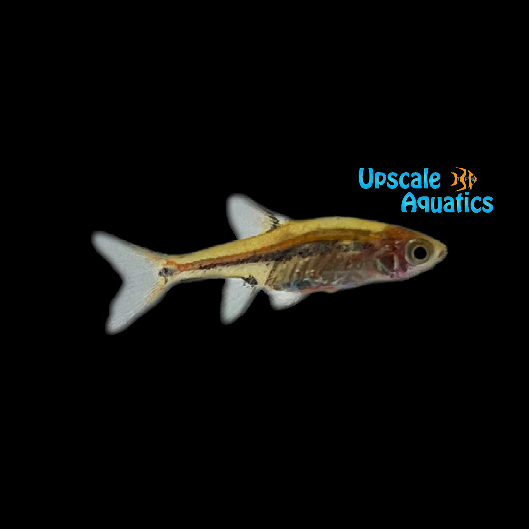 Exclamation Point Rasbora (Boraras urophthalmoides)