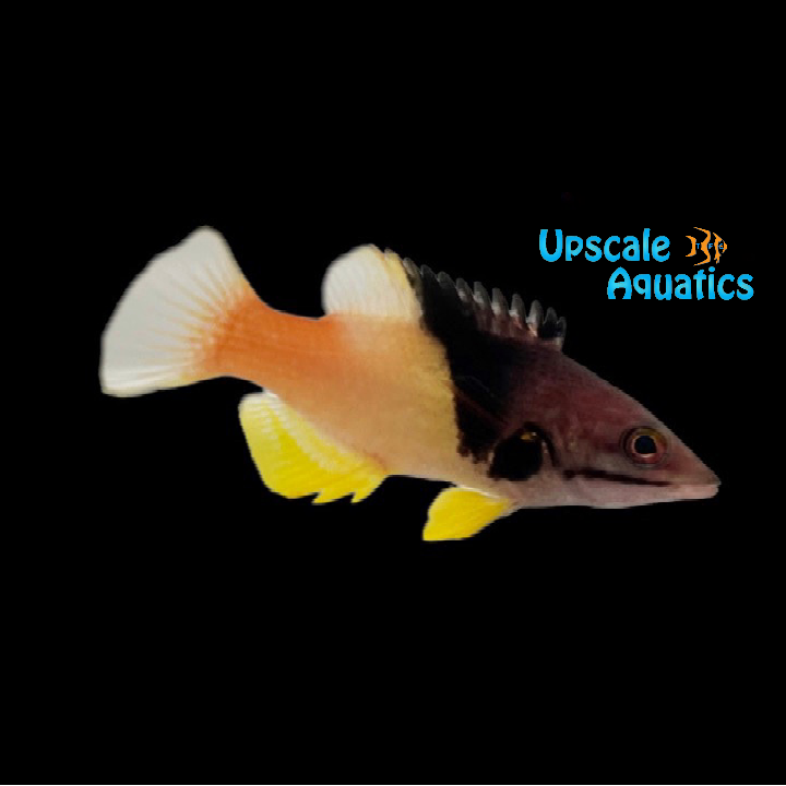 Coral 'Eclipse' Hogfish (Bodianus mesothorax)