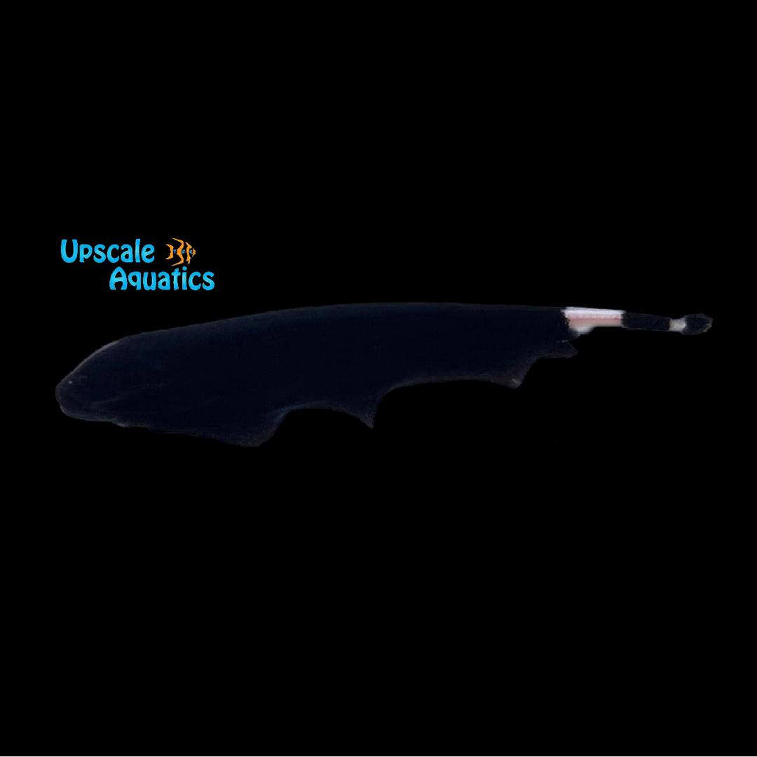 Black Ghost Knifefish (Apteronotus albifrons)