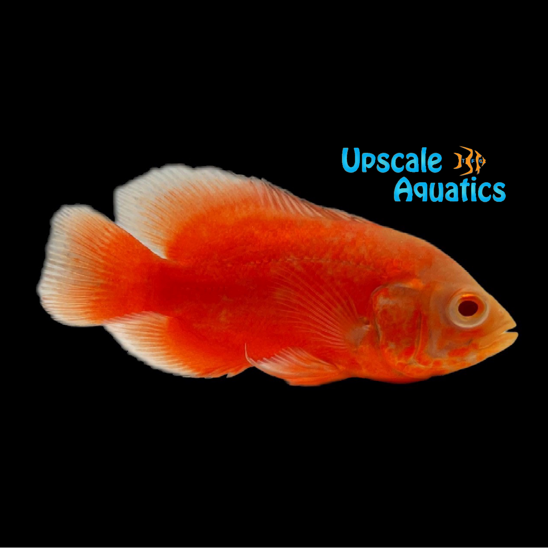 Red Chili Oscar Cichlid (Astronotus ocellatus)
