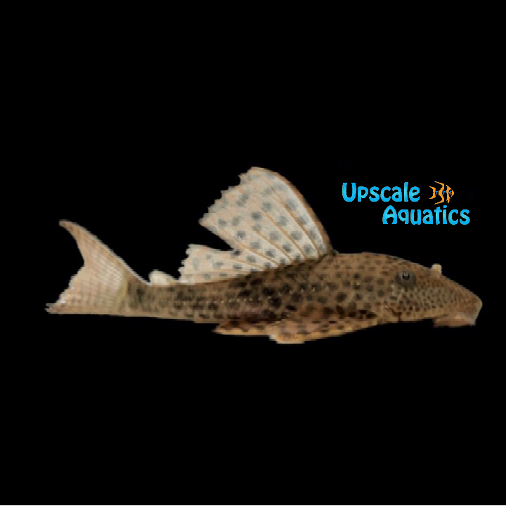 Dalmatian Pleco L117 (Hypostomus sp. L117)