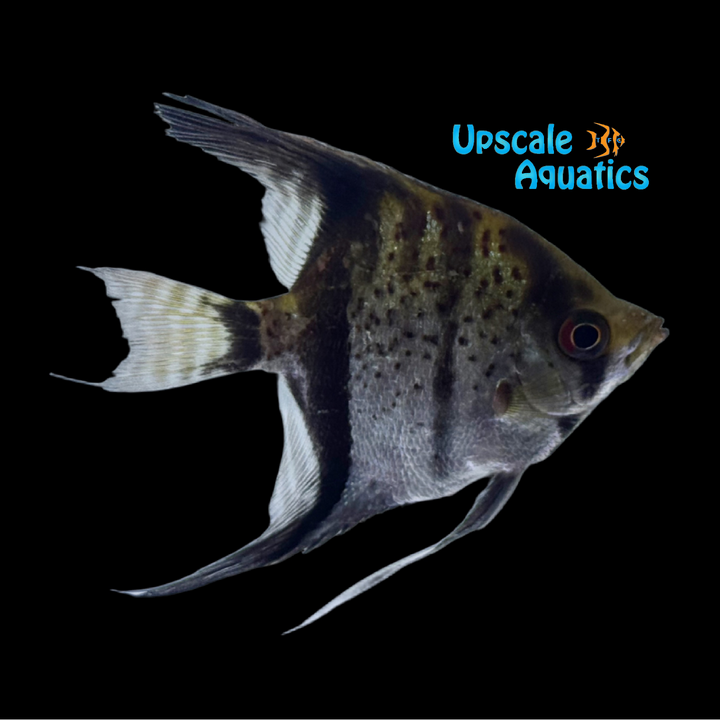 Guyana Red Dragon Angelfish (Pterophyllum scalare var. Essequibo)