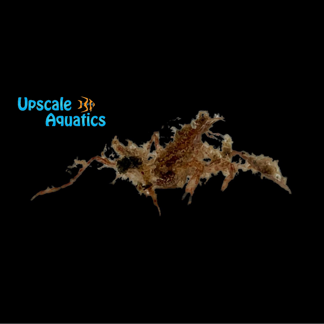 Decorator Arrow Crab (Stenorhynchus sp.)