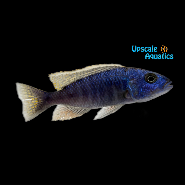 Electric Blue Hap (Sciaenochromis fryeri)