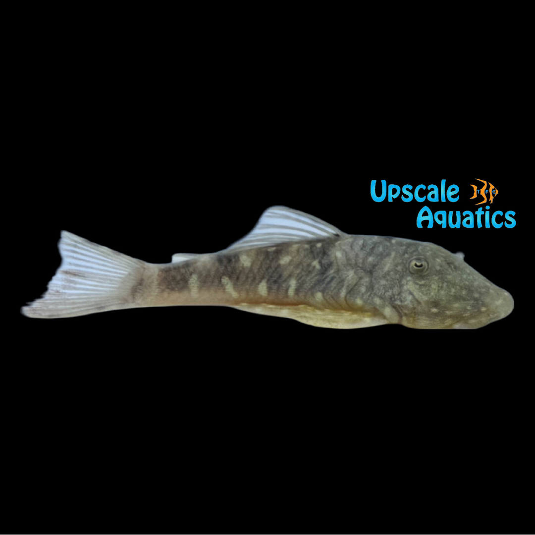 Tiger Rubberlip Pleco L455 (Chaetostoma sacramento)