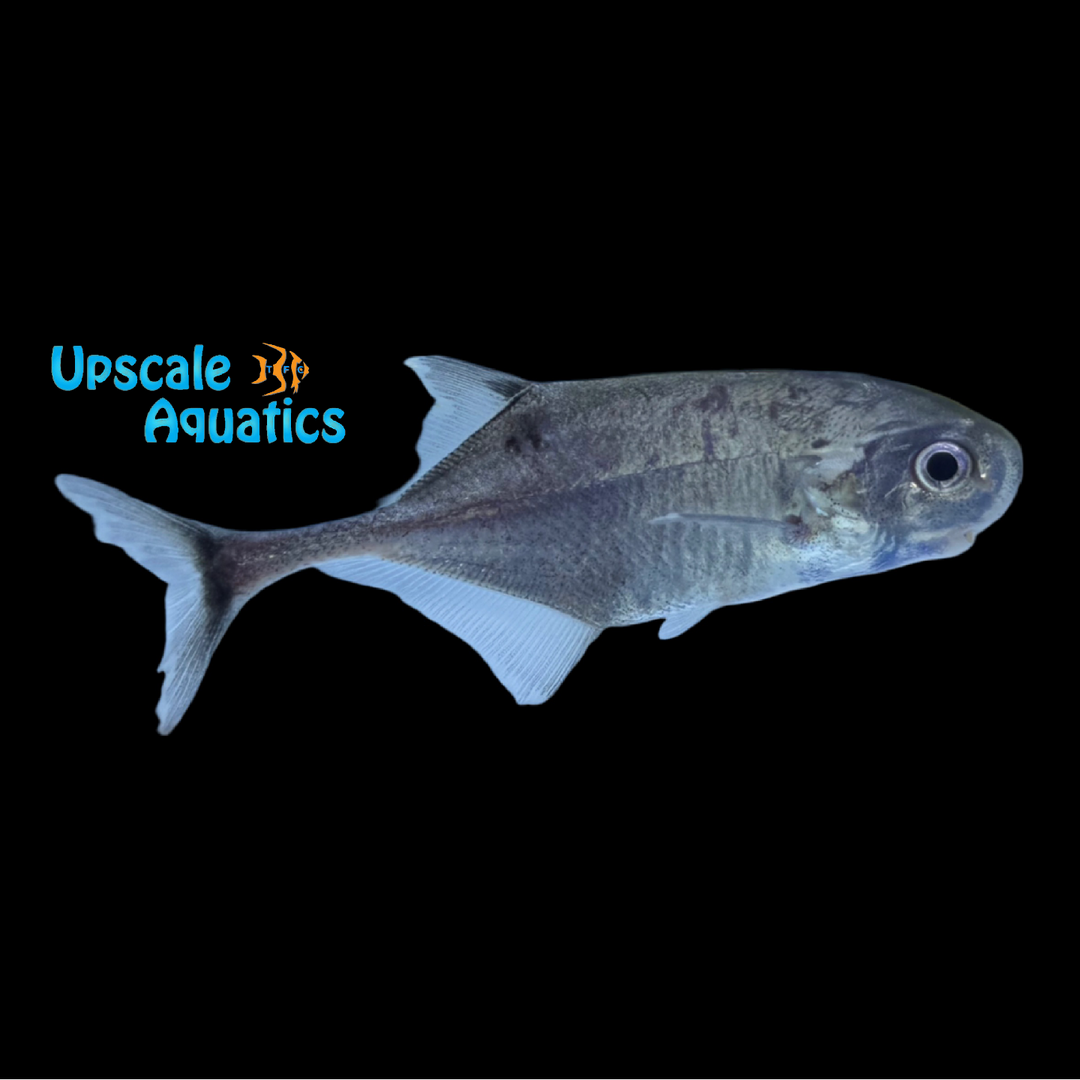 Silver Roundnose Mormyrid (Petrocephalus sp.)