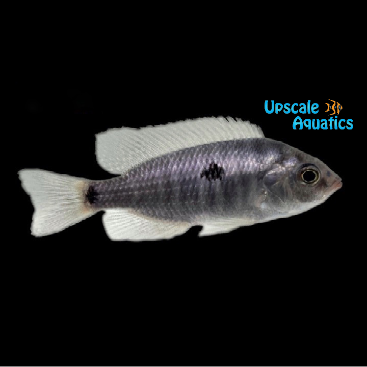Copadichromis Jacksoni