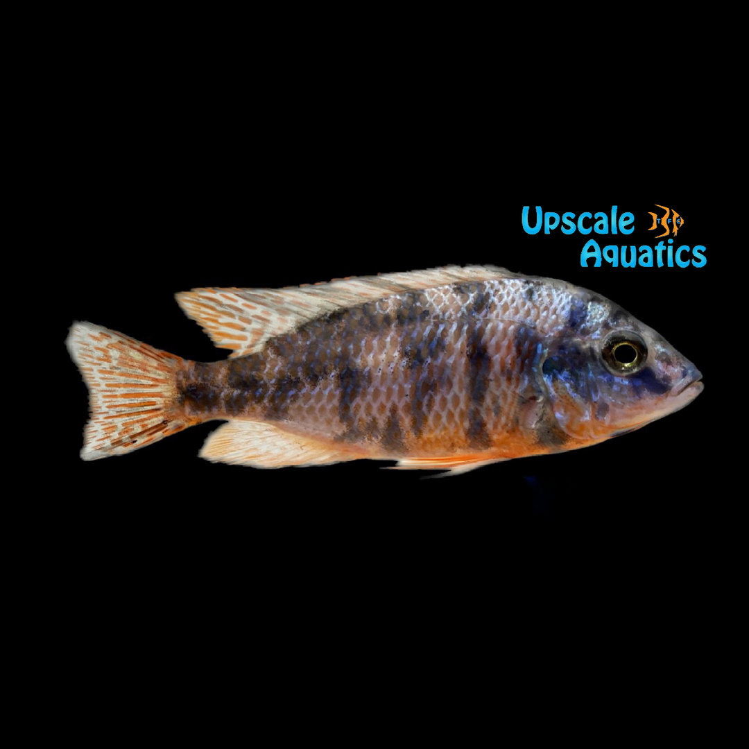 OB Fire Hap Cichlid (Protomelas taeniolatus red ob)