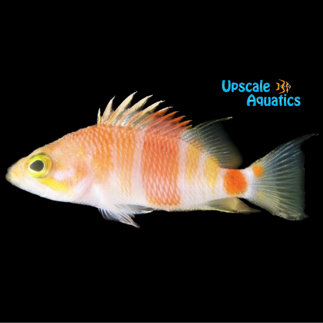 Azuma Perchlet (Plectranthias azumanus)
