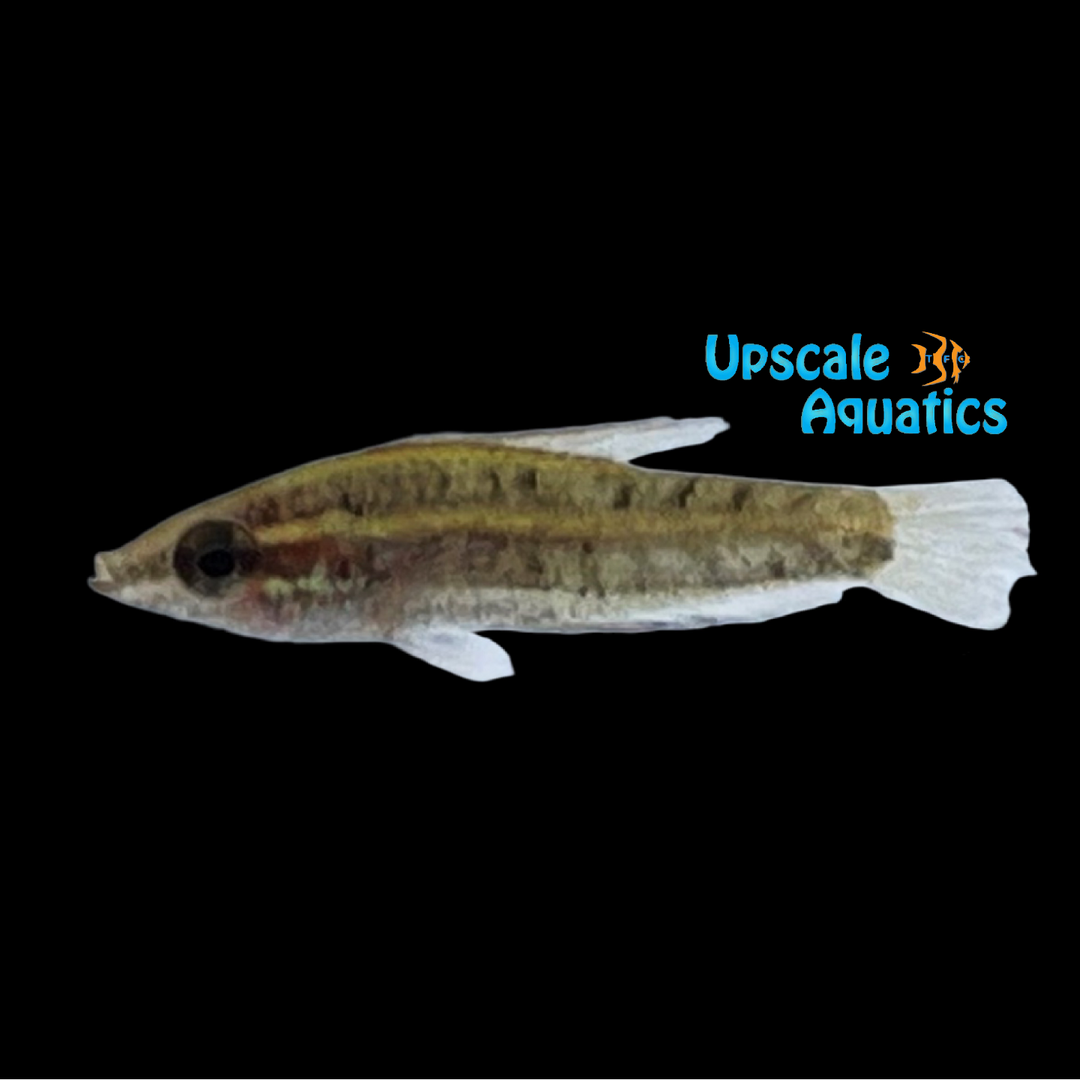Giant Red Sparkling Licorice Gourami (Parosphromenus opallios)