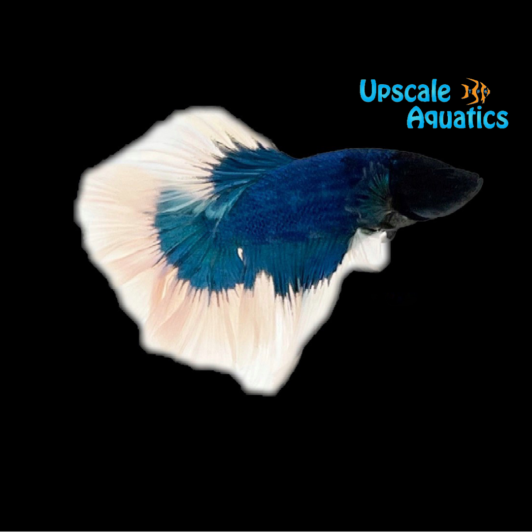 Green Butterfly Halfmoon Betta - Male (Betta splendens)