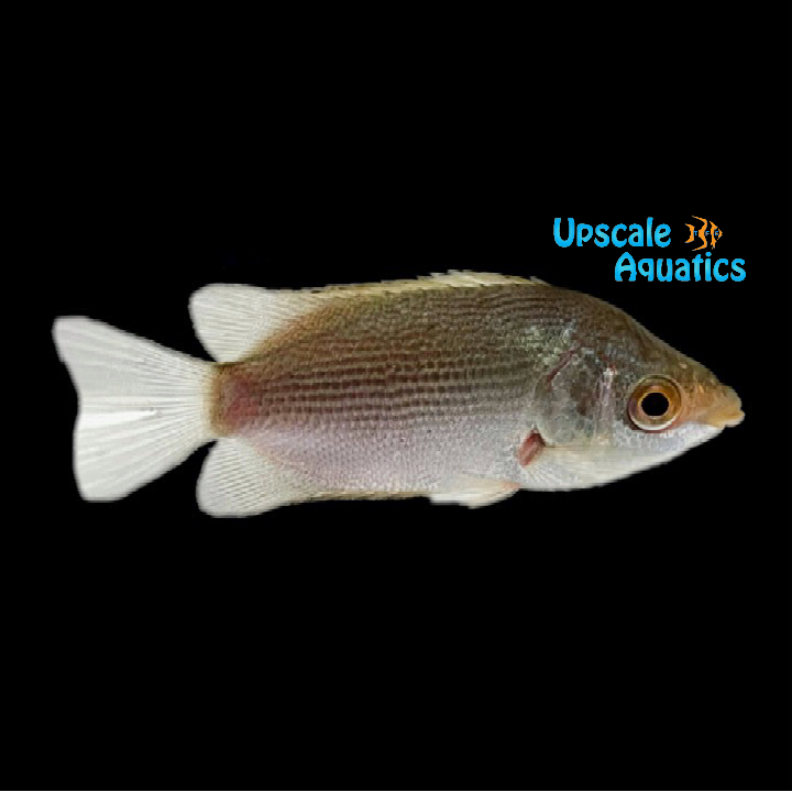 Kissing Gourami (Helostoma temminckii)