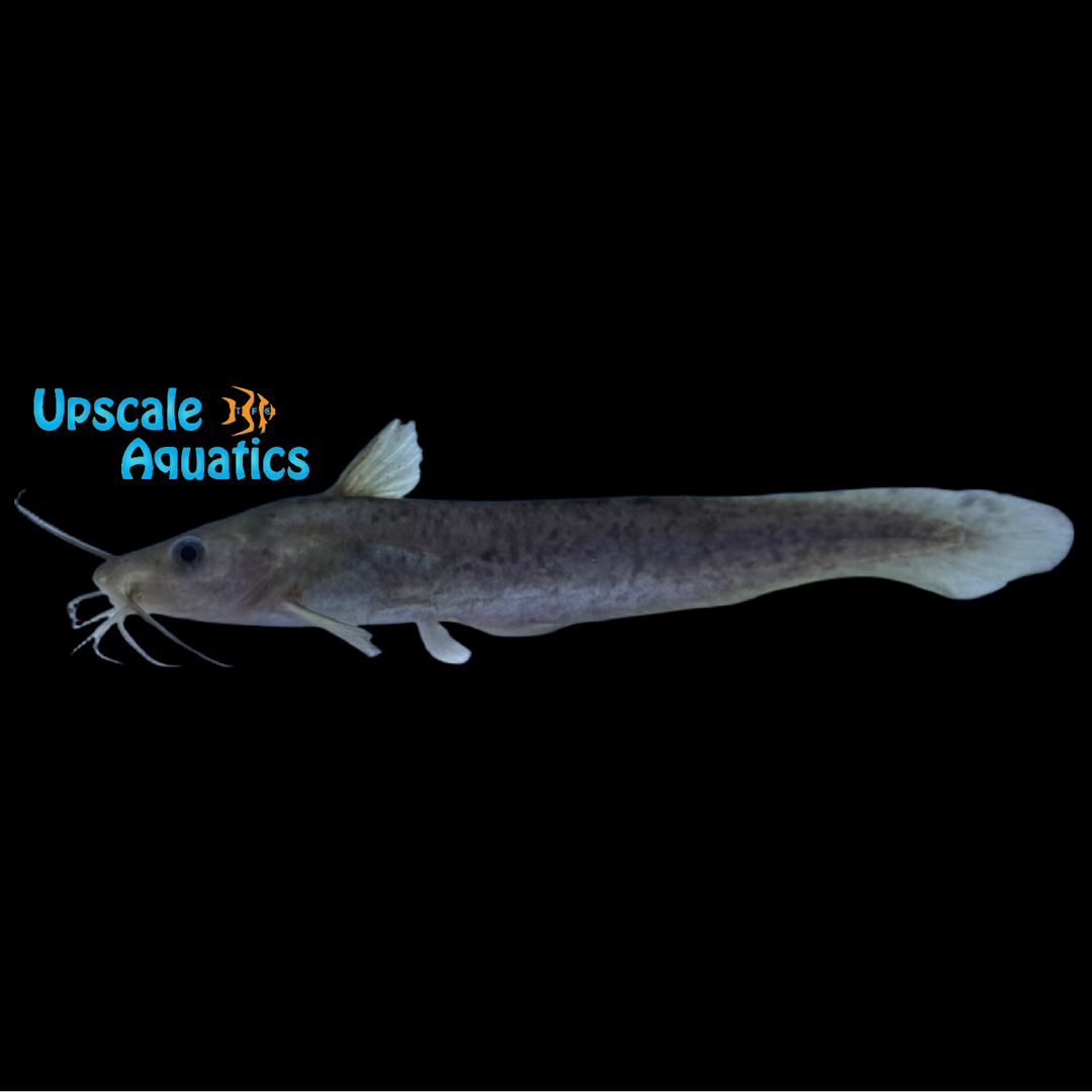 New Guinea Tandan Catfish (Neosilurus novaeguineae)