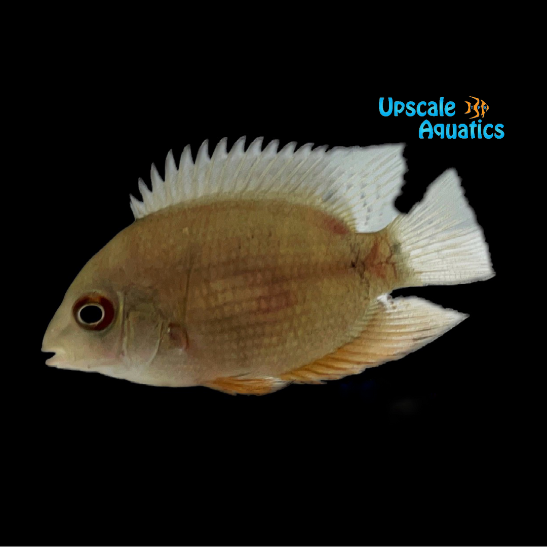 Banded Severum (Heros severus)
