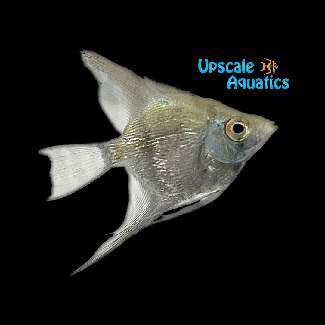 Diamond Avatar Turkey Green Angelfish (Pterophyllum scalare)