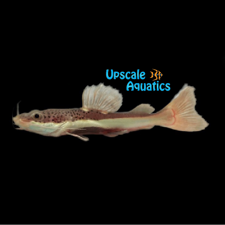 Redtail Catfish (Phractocephalus hemioliopterus)