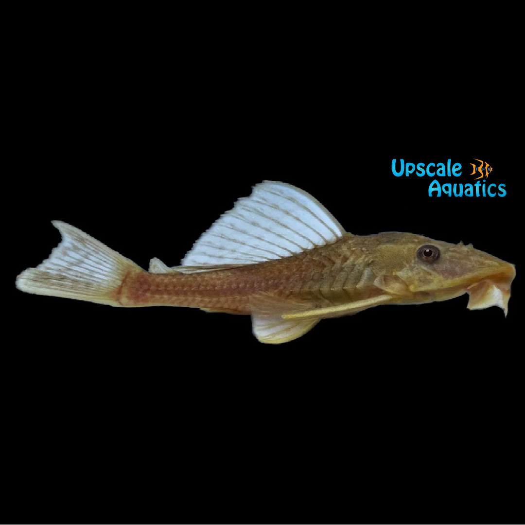 Chocolate Pleco (Hypostomus sp.)