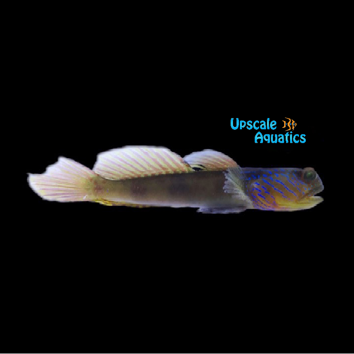 Blue Streak Watchman Goby (Cryptocentrus cyanotaenia)