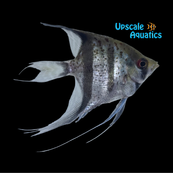 Guyana Red Dragon Angelfish (Pterophyllum scalare var. Essequibo)