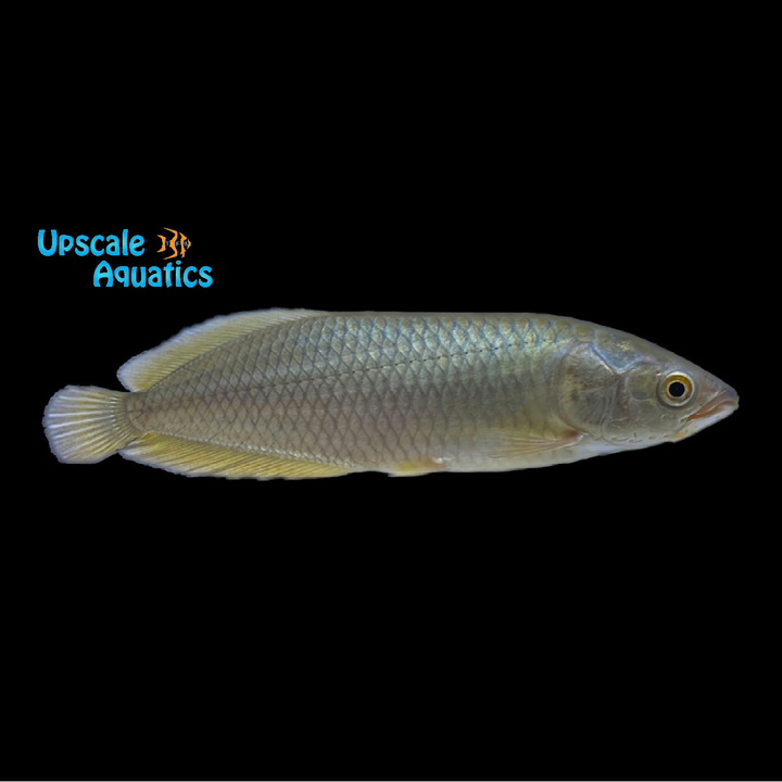 African Arowana (Heterotis niloticus)