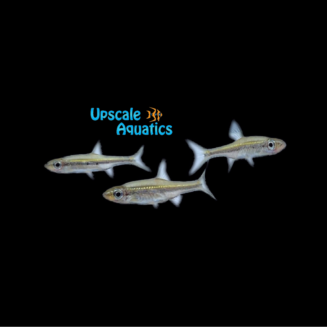 Graceful Rasbora (Trigonopoma gracile)