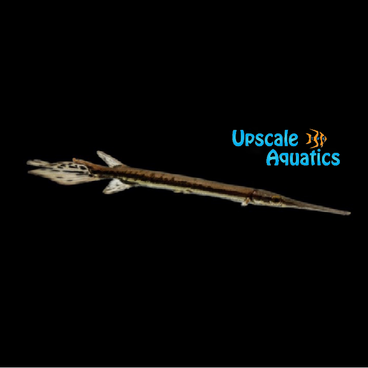 Longnose Gar (Lepisosteus osseus)