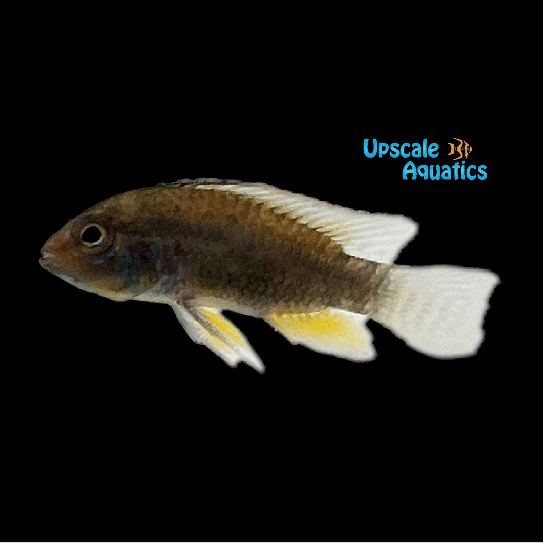 Allpahuayo Apisto. (Apistogramma allpahuayo)