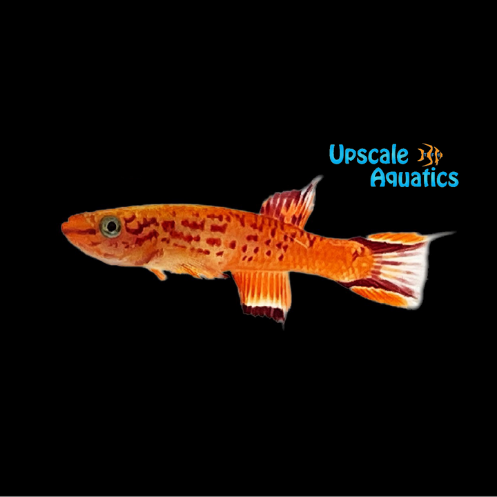 Gold Australe Killifish (Aphyosemion australe 'Gold')