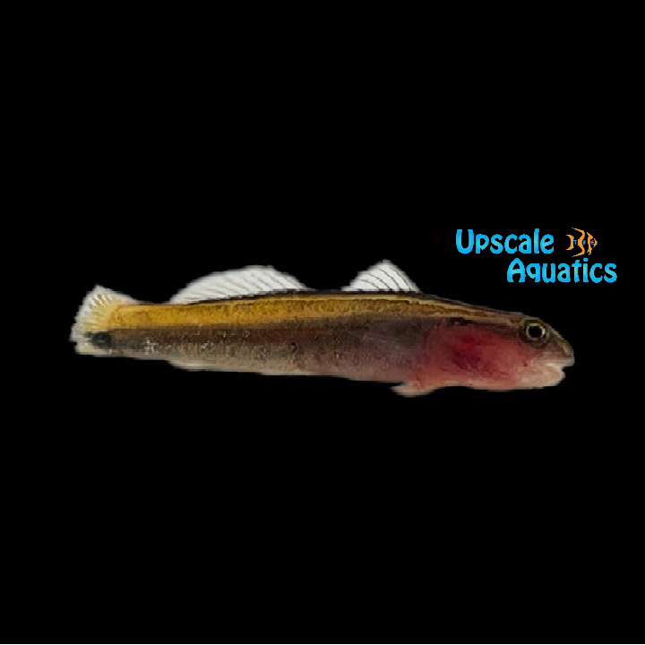 Yellow Line Goby - Captive Bred (Elacatinus figaro)