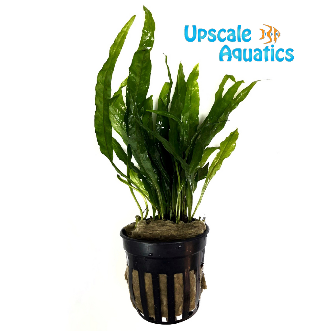 Narrow Java Fern (Microsorum pteropus narrow)