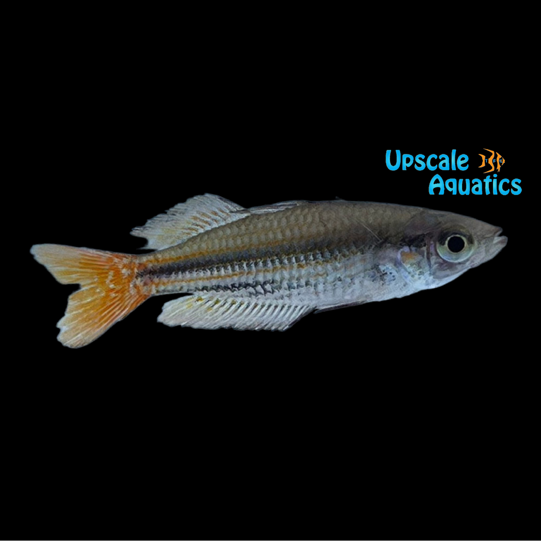 Dwarf Macculloch's Rainbowfish (Melanotaenia maccullochi)