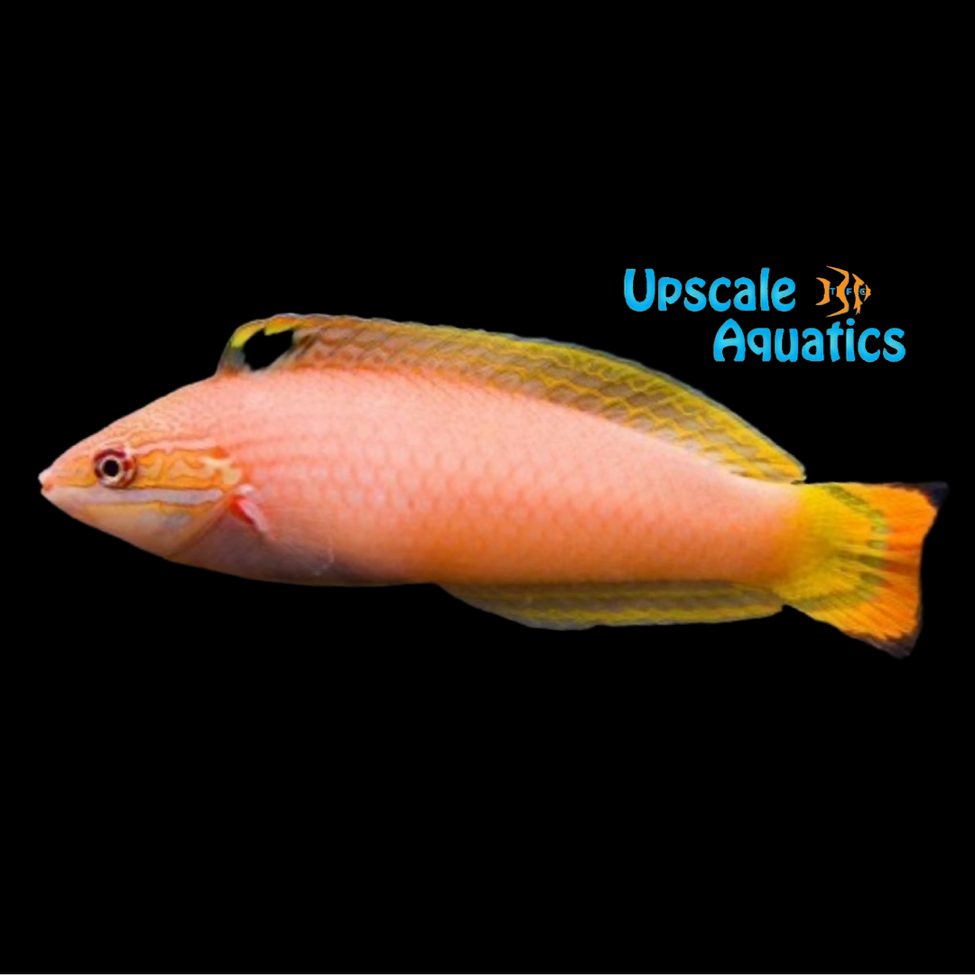 Babi Wrasse (Halichoeres pallidus)