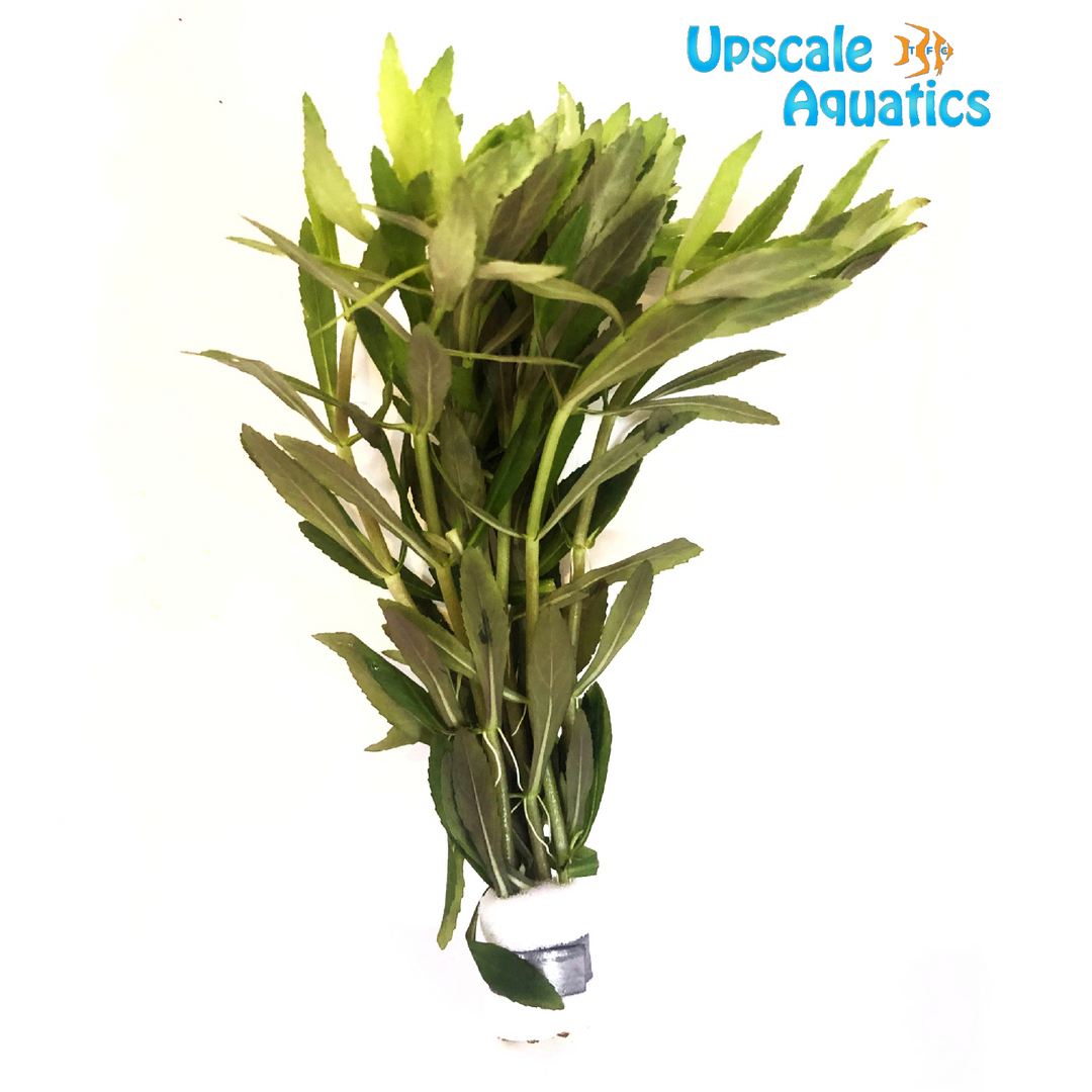 Limnophila Aromatica