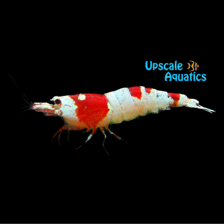 Red Crystal Shrimp (Caridina cantonensis red)