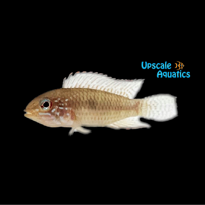 Apisto. Lineata (Apistogramma lineata)