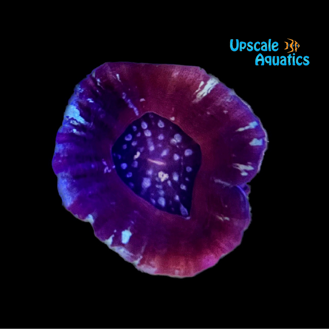 Australian Scolymia Coral (Scolymia australis)
