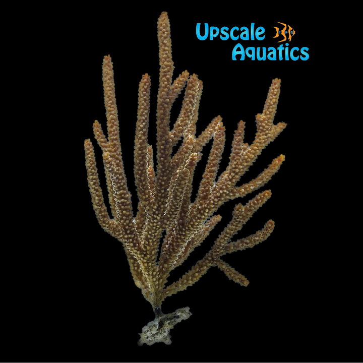 Golden Sea Rod (Eunicea sp.)